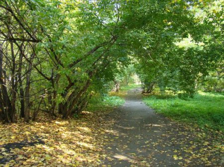 Знаменитая Екатеринбургская Зелёная роща станет «европейским» парком