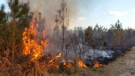 В праздничные дни в лесах Свердловской области потушено 44 пожара 